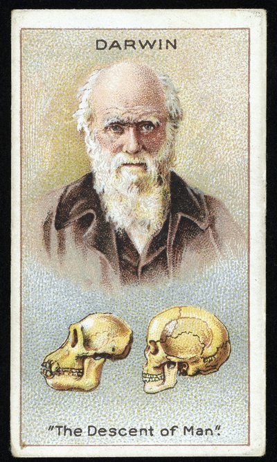 Charles Darwin, "Die Abstammung des Menschen", veröffentlicht 1924 von English School