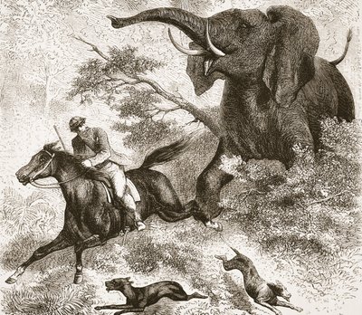 Von einem Elefanten gejagt, Illustration aus der Bildausgabe des Lebens und der Entdeckungen von David Livingstone von J. Ewing Richie, veröffentlicht von A. Fullarton & Co., 1876 von English School