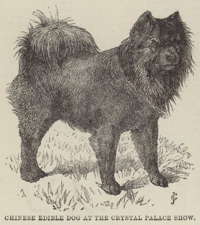 Chinesischer essbarer Hund auf der Crystal Palace Show (Gravur) von English School