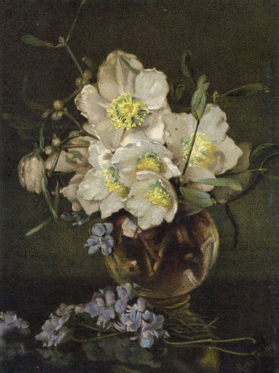 Weihnachtsrosen von English School