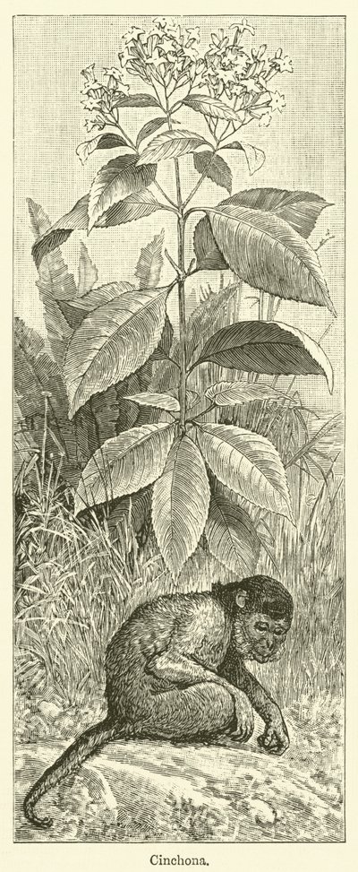 Chinarinde von English School