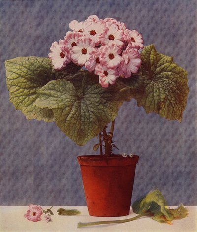 Cineraria von English School