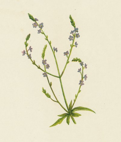 Echtes Eisenkraut, Verbena Officinalis von English School