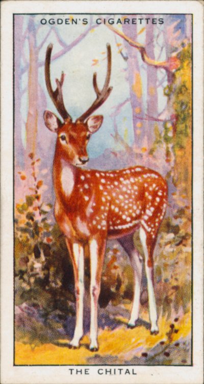 Schutzfarben, Tiere, Der Chital von English School