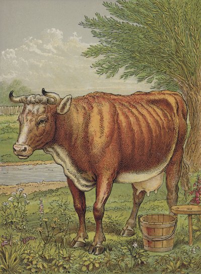 Kuh von English School
