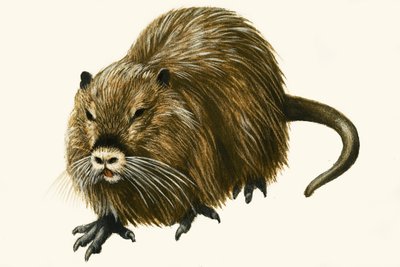 Nutria von English School