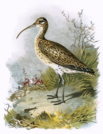 Brachvogel von English School