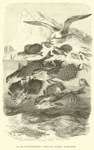 Dactylopterus Volitans, Fliegende Knurrhähne von English School