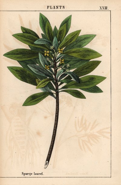 Daphne laureola oder Lorbeer-Seidelbast, aus 