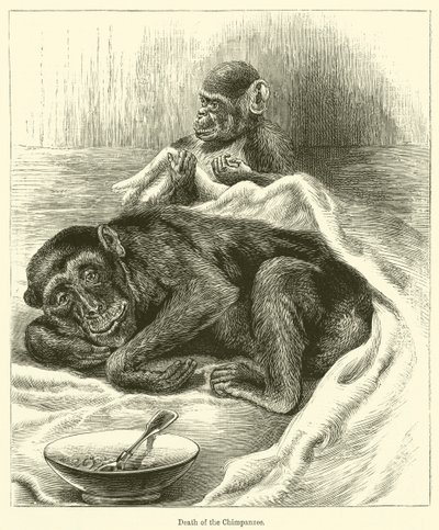 Tod des Schimpansen (Gravur) von English School