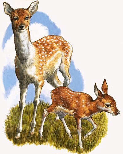 Hirsch und Fohlen von English School
