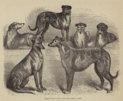 Hirschhunde aus dem Windsor Great Park (Stich) von English School
