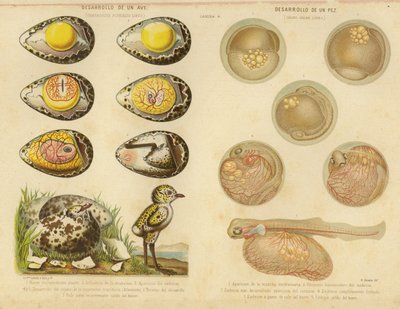 Entwicklung eines Vogels und eines Fisches von English School