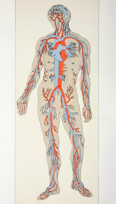 Verteilung der Blutgefäße im menschlichen Körper, um 1890 von English School