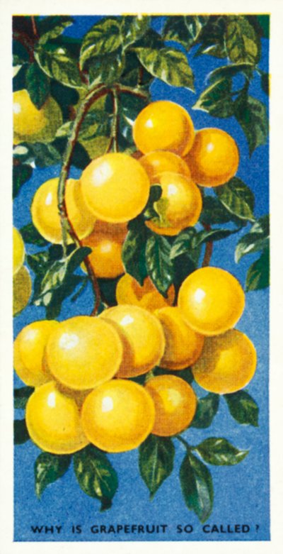 Wissen Sie: Warum heißt die Grapefruit so? von English School