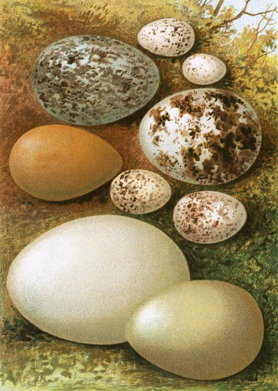Eier von English School