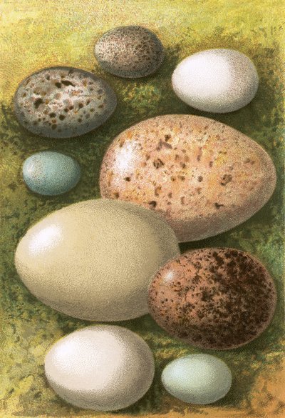 Eier von English School