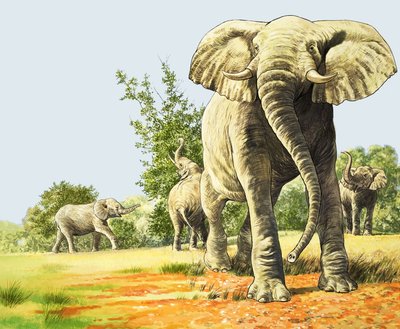 Elefanten Afrikas, Illustration aus 