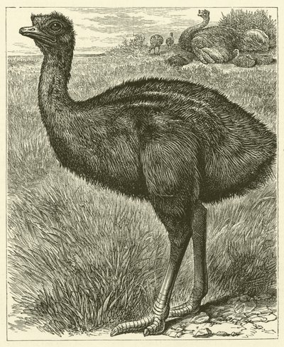 Emu (Gravur) von English School