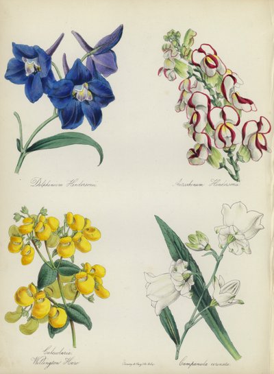 Englischer Blumengarten: Delphinium Hendersonu, Antirrhinum Hendersonu, Calceolaria Wellinton Hoero, Campanula coronata von English School