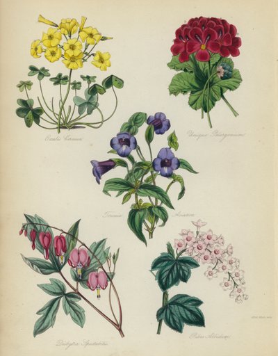 Englischer Blumengarten: Oxalis Cernua, Unique Pelargonium, Torenia Asiatica, Dielytra Spectabilis, Ribes Albidum von English School