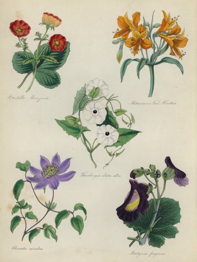 Englischer Blumengarten: Potentilla Menziesii, Alstraemeria Van Houtteii, Thunbergia alata alba, Clematis caerulea, Martynia fragrans von English School