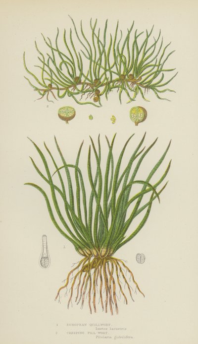 Europäischer Brachsenkraut, Kriechendes Pillen-Wort von English School