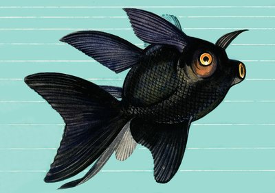 Fantail Blackmoor von English School