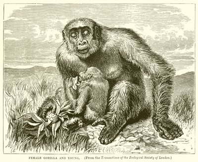 Weiblicher Gorilla und Junges von English School