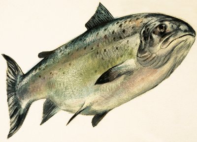 Weiblicher Lachs von English School