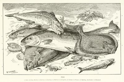 Fisch von English School