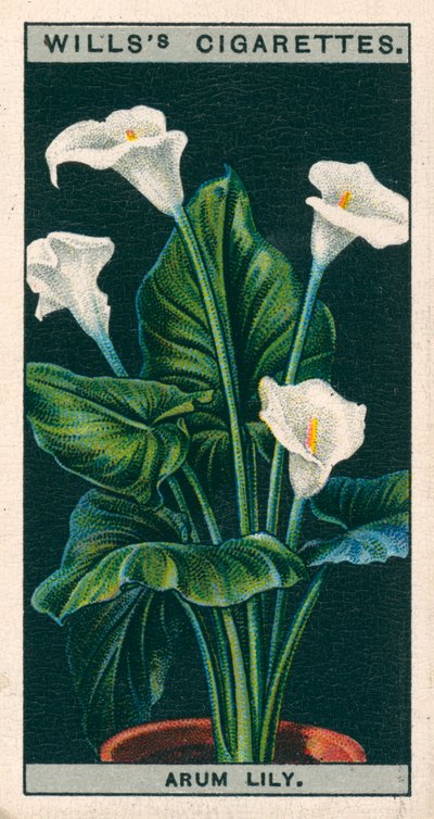 Blumenkultur in Töpfen: Arum-Lilie oder Richardia von English School