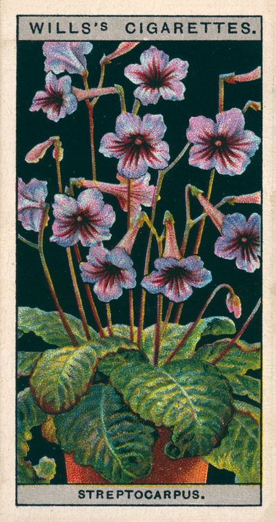 Blumenkultur in Töpfen: Streptocarpus oder Kapprimel von English School