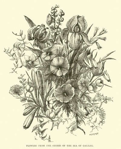 Blumen vom Ufer des Sees Genezareth von English School