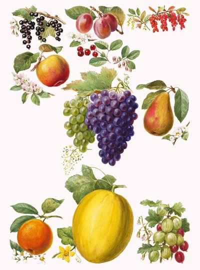 Früchte von English School