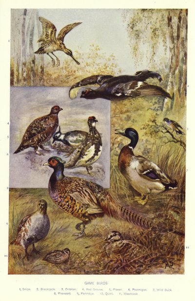 Wildvögel von English School