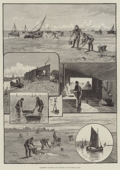 Sammeln von Herzmuscheln und Wellhornschnecken an der Küste von Essex von English School