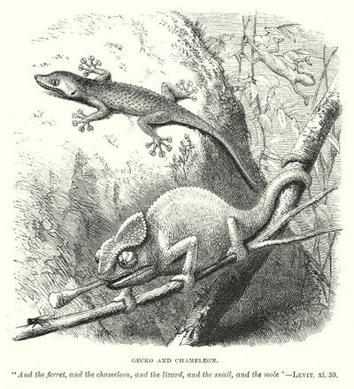 Gecko und Chamäleon (Gravur) von English School
