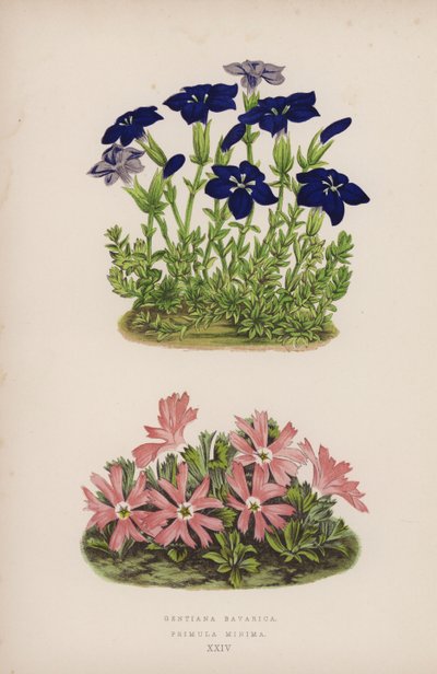 Gentiana Bavarica; Primula Minima von English School