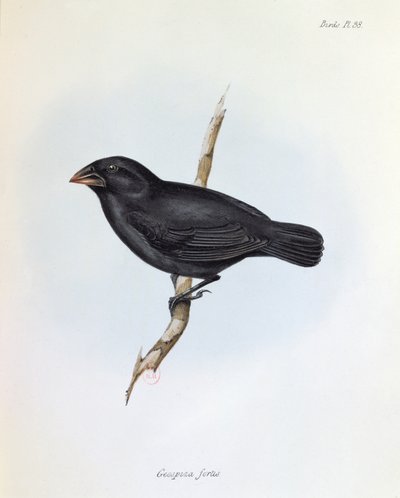Geospiza Fortis, Illustration aus Die Zoologie der Reise der H.M.S. Beagle, 1832-36, von Charles Darwin, 1840 von English School