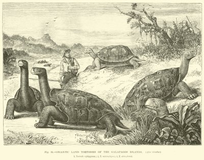 Gigantische Landschildkröten der Galapagos-Inseln von English School