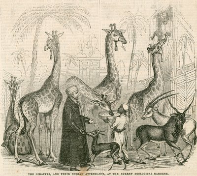 Giraffen und ihre nubischen Betreuer im Surrey Zoological Gardens, London von English School
