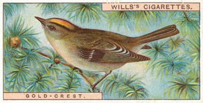Goldhähnchen von English School