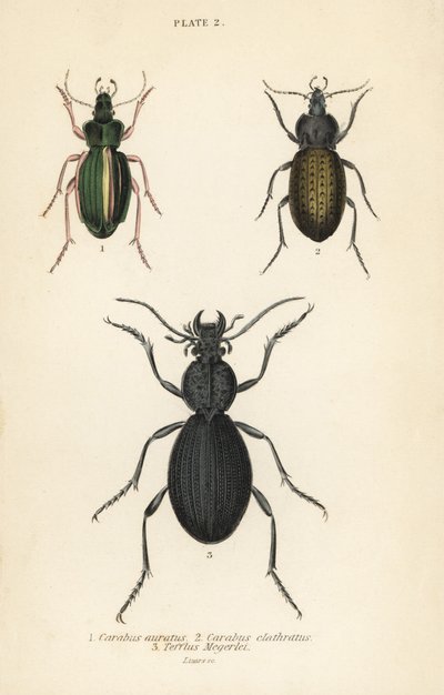 Goldener Bodenläufer, Carabus auratus 1, Bodenläufer, Carabus clathratus 2, und großer schwarzer Bodenläufer, Tefflus megerlei von English School