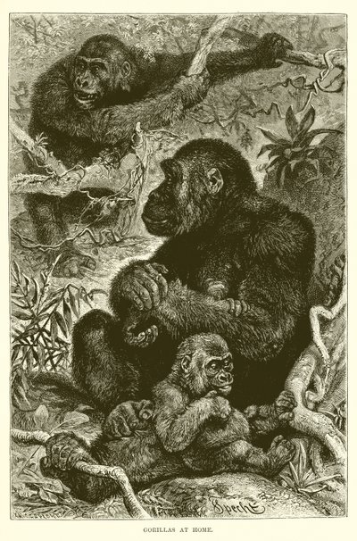 Gorillas zu Hause von English School
