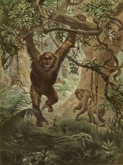 Gorillas zu Hause von English School