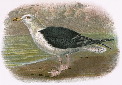 Große Schwarze Rückenmöwe von English School