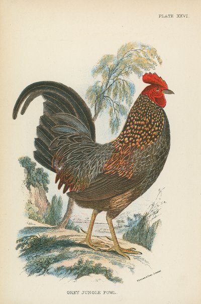 Graues Dschungelhuhn von English School