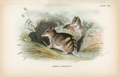 Gunns Bandicoot von English School