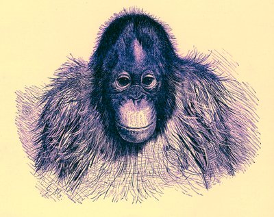 Kopf eines Orang-Utans, Illustration aus Die königliche Naturgeschichte, veröffentlicht 1896 von English School